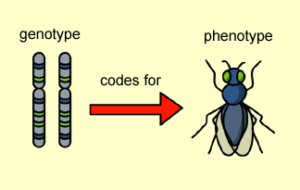 Génotype et Phénotype qu'est-ce-que-le-phenotype